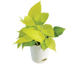 Green Money Plant Small Size
