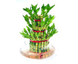Three Layer Live Bamboo Plant in Glass Bowl