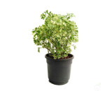 Aralia Indoor Plant with out pots