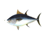 Kanni Fish