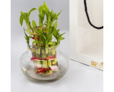 Lucky bamboo 2 layer with  plastic pot