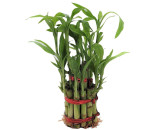 Natural Two Layer Bamboo Plant